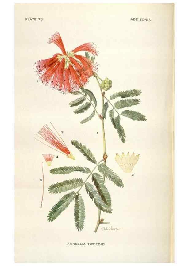 Reproducción/Reproduction 29179867275: Addisonia :. New York :New York Botanical Garden,1916-[1964].