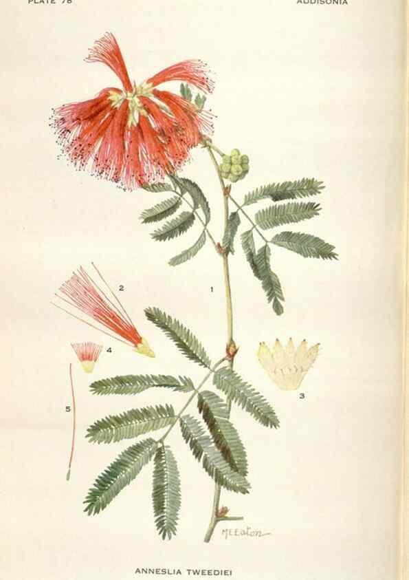 Reproducción/Reproduction 29179867275: Addisonia :. New York :New York Botanical Garden,1916-[1964].