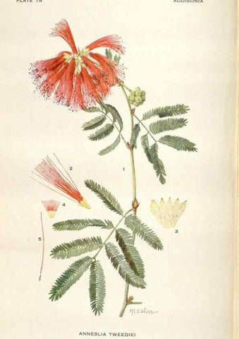 Reproducción/Reproduction 29179867275: Addisonia :. New York :New York Botanical Garden,1916-[1964].