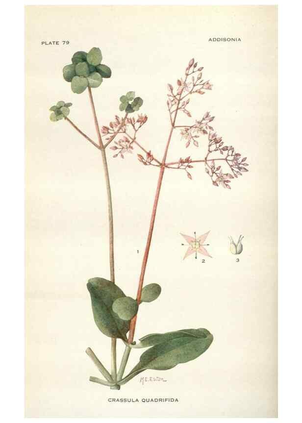 Reproducción/Reproduction 29179874195: Addisonia :. New York :New York Botanical Garden,1916-[1964].