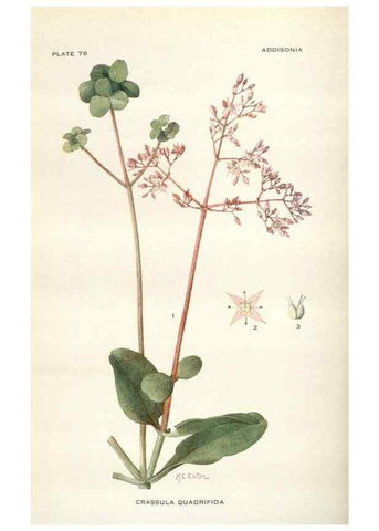 Reproducción/Reproduction 29179874195: Addisonia :. New York :New York Botanical Garden,1916-[1964].