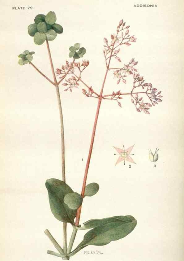 Reproducción/Reproduction 29179874195: Addisonia :. New York :New York Botanical Garden,1916-[1964].
