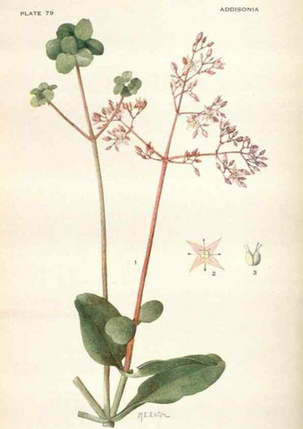 Reproducción/Reproduction 29179874195: Addisonia :. New York :New York Botanical Garden,1916-[1964].