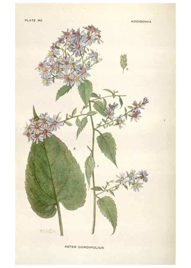 Reproducción/Reproduction 28560517283: Addisonia :. New York :New York Botanical Garden,1916-[1964].
