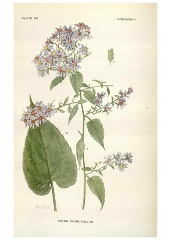 Reproducción/Reproduction 28560517283: Addisonia :. New York :New York Botanical Garden,1916-[1964].