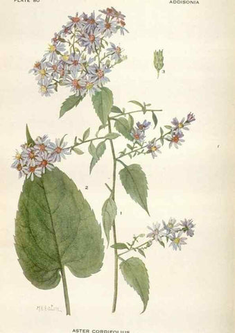 Reproducción/Reproduction 28560517283: Addisonia :. New York :New York Botanical Garden,1916-[1964].