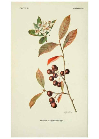 Reproducción/Reproduction 29149485146: Addisonia :. New York :New York Botanical Garden,1916-[1964].