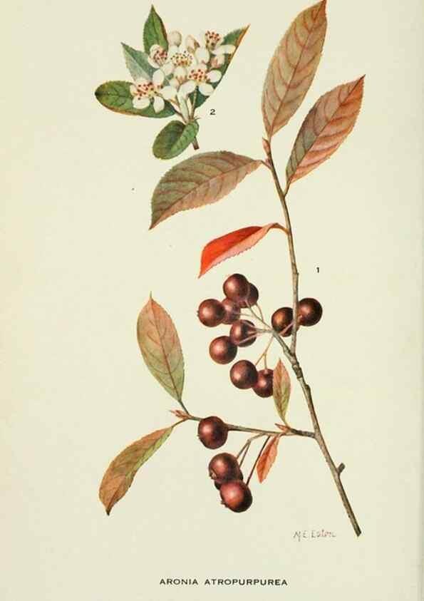 Reproducción/Reproduction 29149485146: Addisonia :. New York :New York Botanical Garden,1916-[1964].
