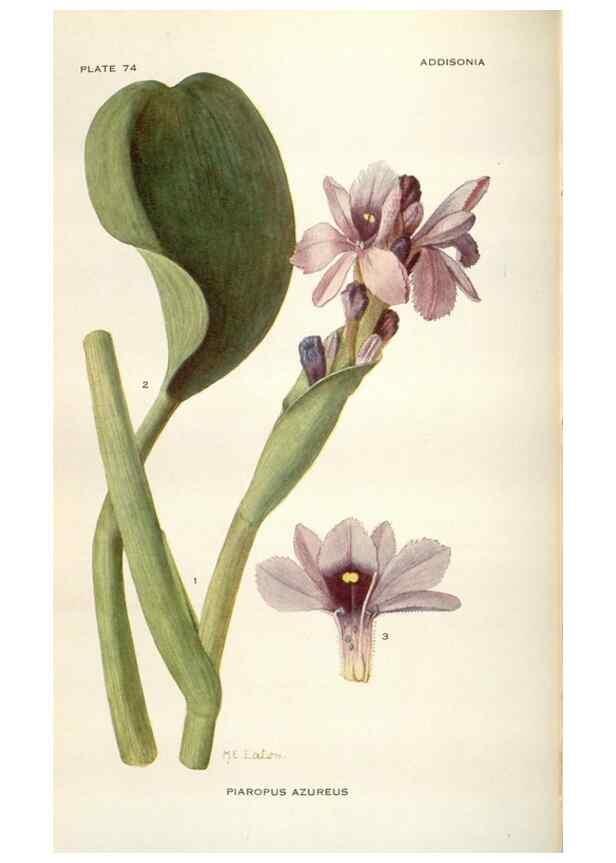 Reproducción/Reproduction 29073739162: Addisonia :. New York :New York Botanical Garden,1916-[1964].