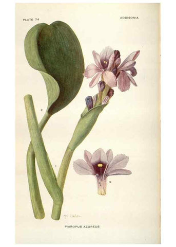 Reproducción/Reproduction 29073739162: Addisonia :. New York :New York Botanical Garden,1916-[1964].