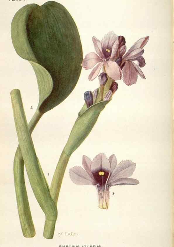 Reproducción/Reproduction 29073739162: Addisonia :. New York :New York Botanical Garden,1916-[1964].