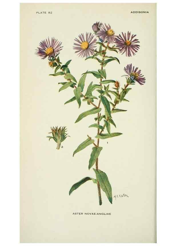 Reproducción/Reproduction 28561028004: Addisonia :. New York :New York Botanical Garden,1916-[1964].