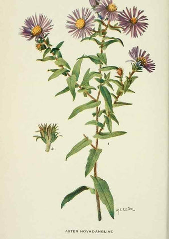 Reproducción/Reproduction 28561028004: Addisonia :. New York :New York Botanical Garden,1916-[1964].
