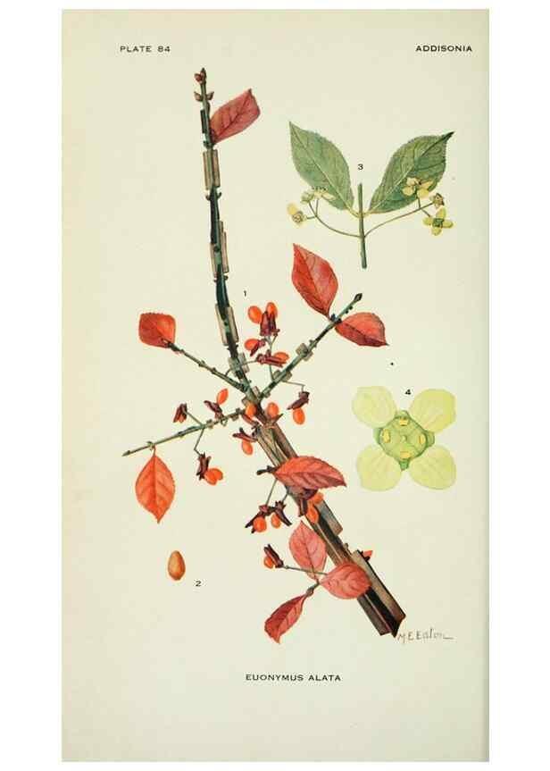 Reproducción/Reproduction 29149495746: Addisonia :. New York :New York Botanical Garden,1916-[1964].