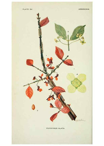 Reproducción/Reproduction 29149495746: Addisonia :. New York :New York Botanical Garden,1916-[1964].