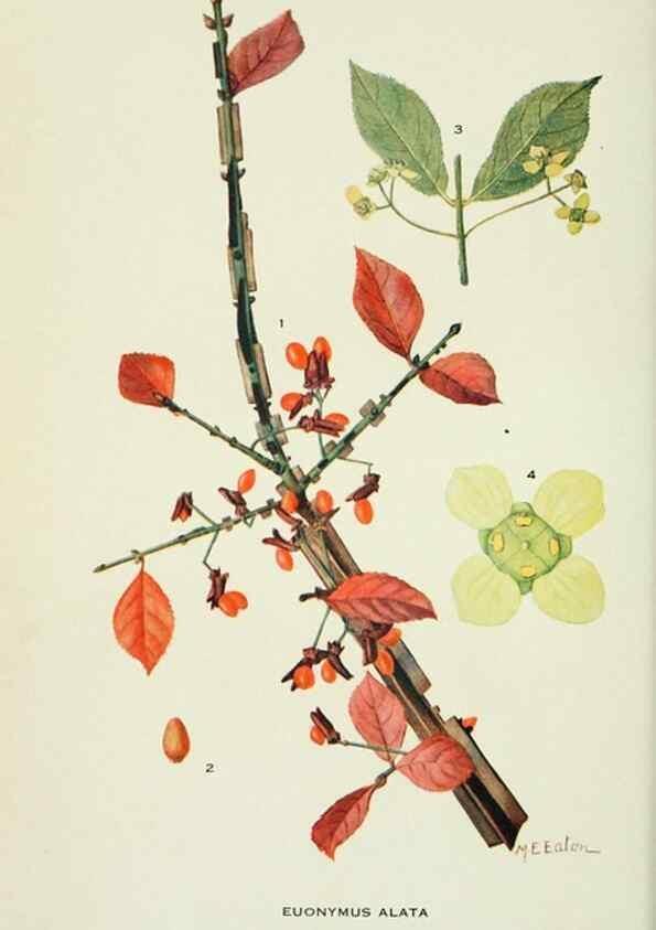 Reproducción/Reproduction 29149495746: Addisonia :. New York :New York Botanical Garden,1916-[1964].