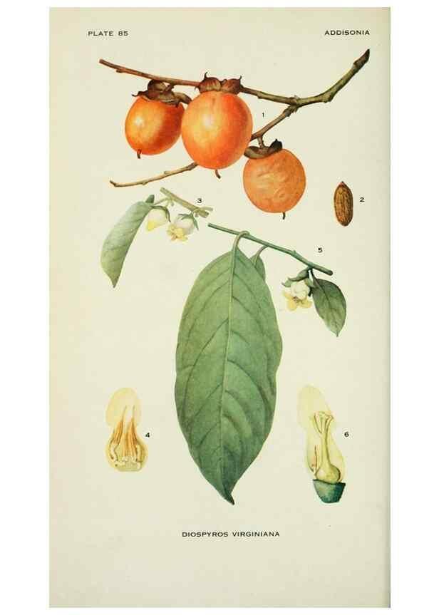 Reproducción/Reproduction 28563547513: Addisonia :. New York :New York Botanical Garden,1916-[1964].