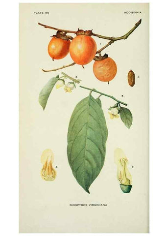Reproducción/Reproduction 28563547513: Addisonia :. New York :New York Botanical Garden,1916-[1964].