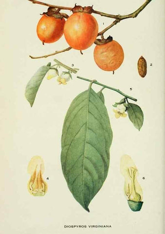 Reproducción/Reproduction 28563547513: Addisonia :. New York :New York Botanical Garden,1916-[1964].