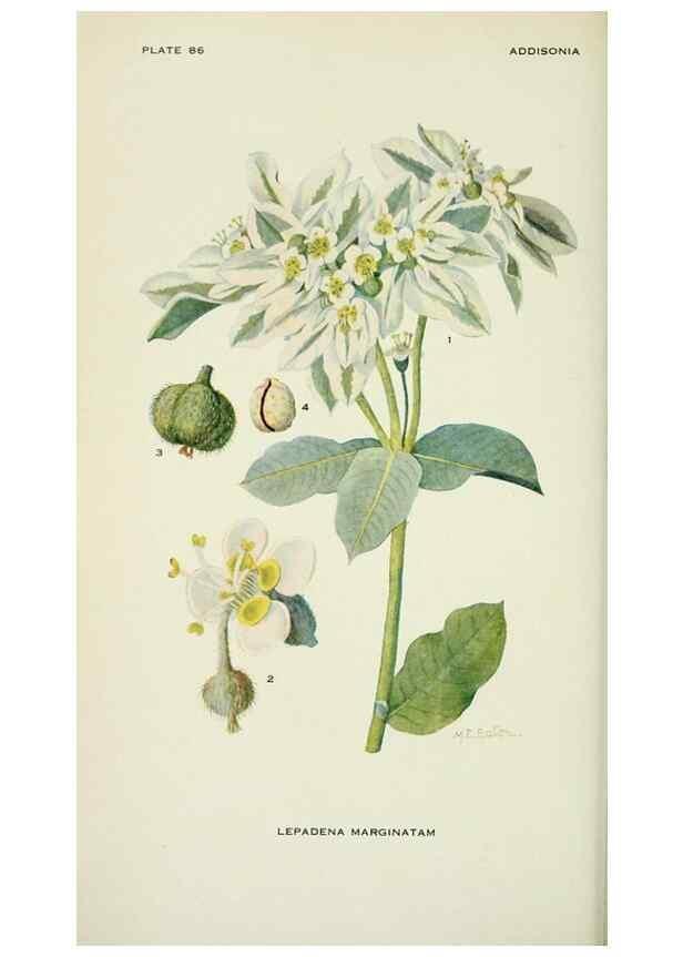 Reproducción/Reproduction 28563555503: Addisonia :. New York :New York Botanical Garden,1916-[1964].