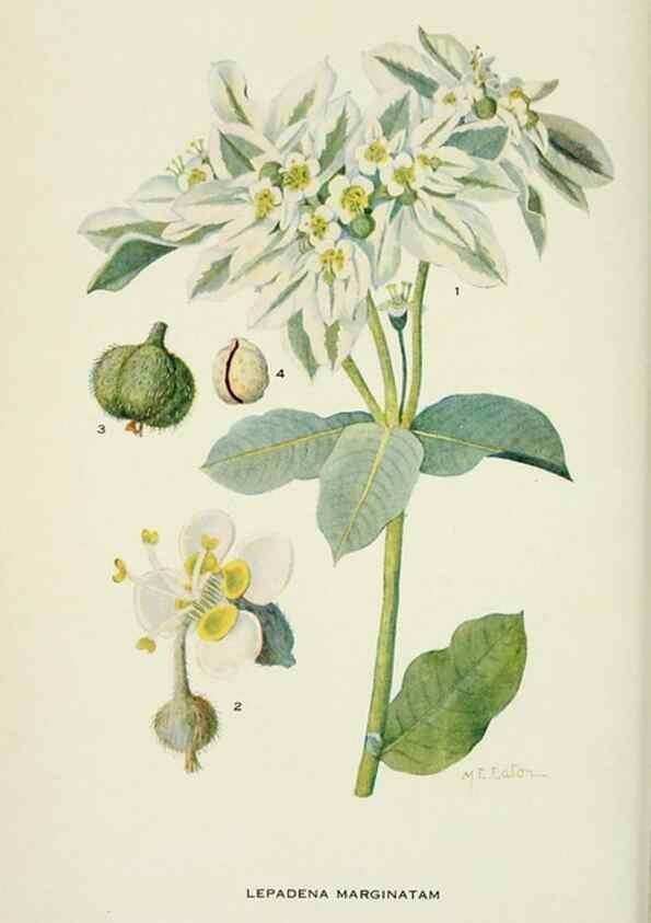 Reproducción/Reproduction 28563555503: Addisonia :. New York :New York Botanical Garden,1916-[1964].