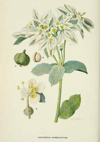 Reproducción/Reproduction 28563555503: Addisonia :. New York :New York Botanical Garden,1916-[1964].