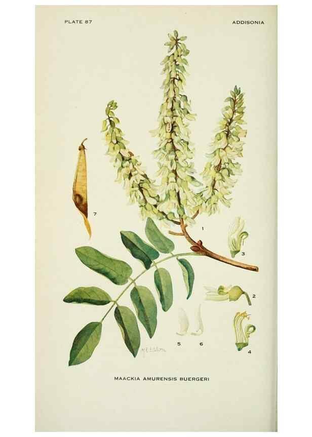 Reproducción/Reproduction 28563564963: Addisonia :. New York :New York Botanical Garden,1916-[1964].