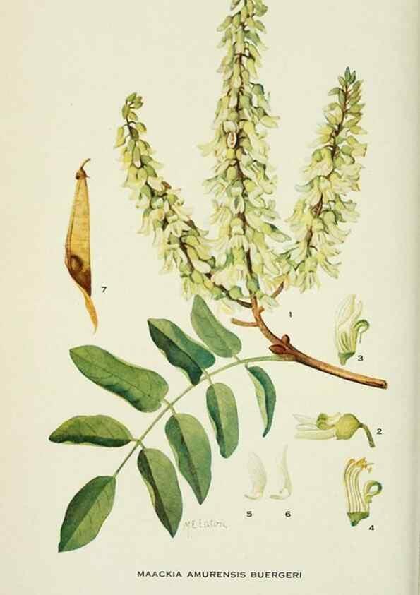 Reproducción/Reproduction 28563564963: Addisonia :. New York :New York Botanical Garden,1916-[1964].