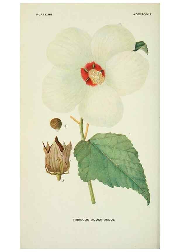 Reproducción/Reproduction 28563572963: Addisonia :. New York :New York Botanical Garden,1916-[1964].