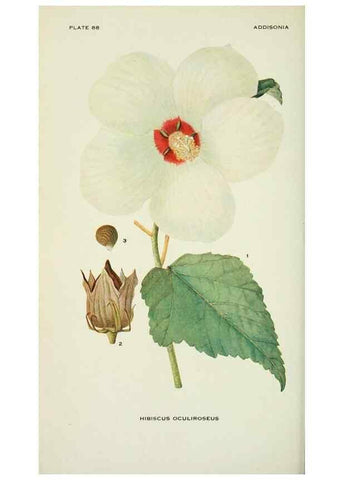 Reproducción/Reproduction 28563572963: Addisonia :. New York :New York Botanical Garden,1916-[1964].