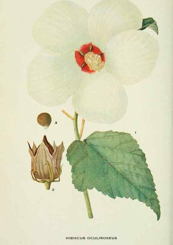 Reproducción/Reproduction 28563572963: Addisonia :. New York :New York Botanical Garden,1916-[1964].