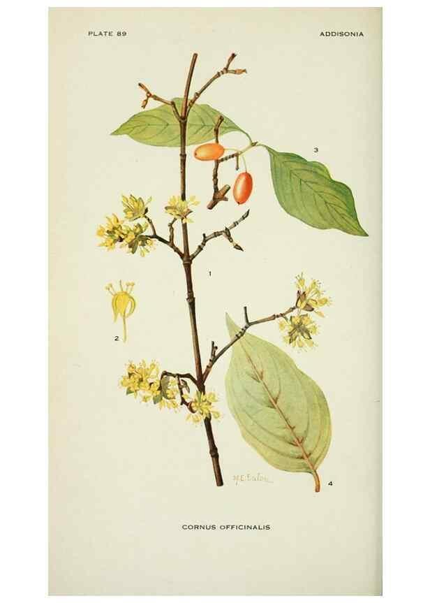 Reproducción/Reproduction 28563582793: Addisonia :. New York :New York Botanical Garden,1916-[1964].