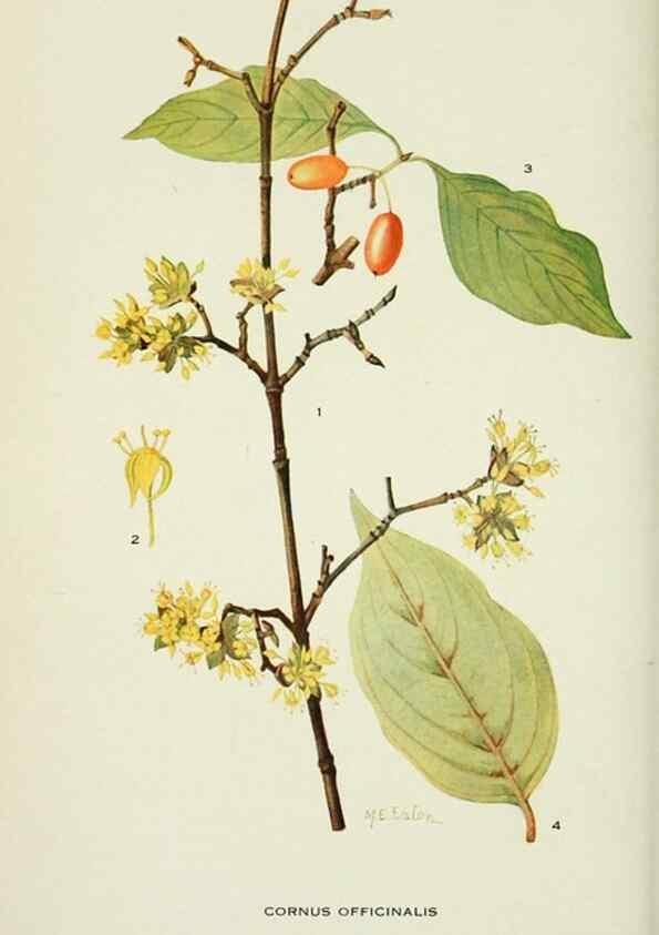 Reproducción/Reproduction 28563582793: Addisonia :. New York :New York Botanical Garden,1916-[1964].