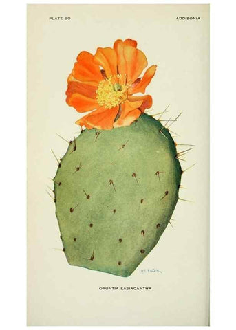 Reproducción/Reproduction 28563590743: Addisonia :. New York :New York Botanical Garden,1916-[1964].