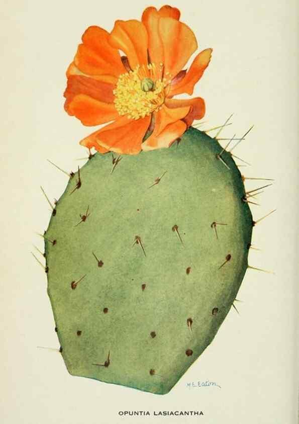 Reproducción/Reproduction 28563590743: Addisonia :. New York :New York Botanical Garden,1916-[1964].