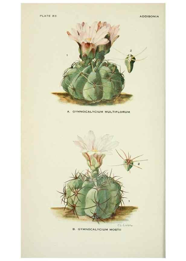 Reproducción/Reproduction 29149492116: Addisonia :. New York :New York Botanical Garden,1916-[1964].