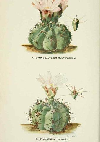 Reproducción/Reproduction 29149492116: Addisonia :. New York :New York Botanical Garden,1916-[1964].