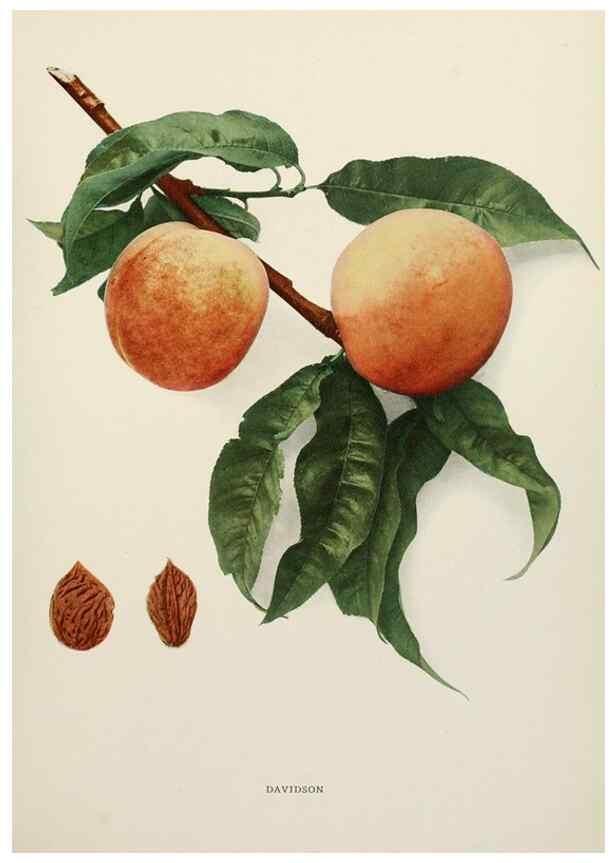 Reproducción/Reproduction 29802997716: The peaches of New York,. Albany,J. B. Lyon Company, printers,1917.
