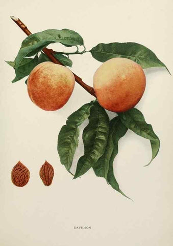 Reproducción/Reproduction 29802997716: The peaches of New York,. Albany,J. B. Lyon Company, printers,1917.