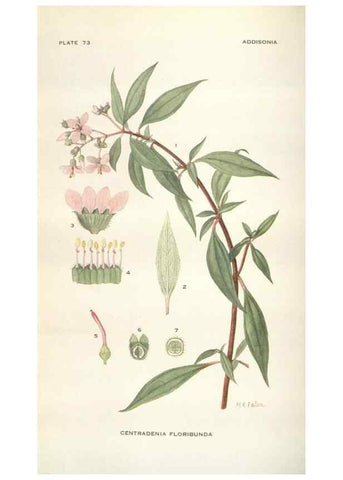 Reproducción/Reproduction 29073732012: Addisonia :. New York :New York Botanical Garden,1916-[1964].