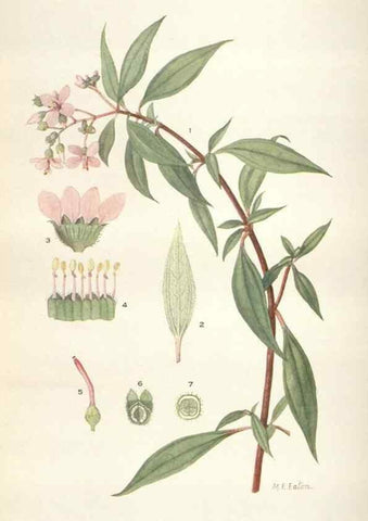 Reproducción/Reproduction 29073732012: Addisonia :. New York :New York Botanical Garden,1916-[1964].
