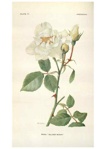 Reproducción/Reproduction 29179824005: Addisonia :. New York :New York Botanical Garden,1916-[1964].