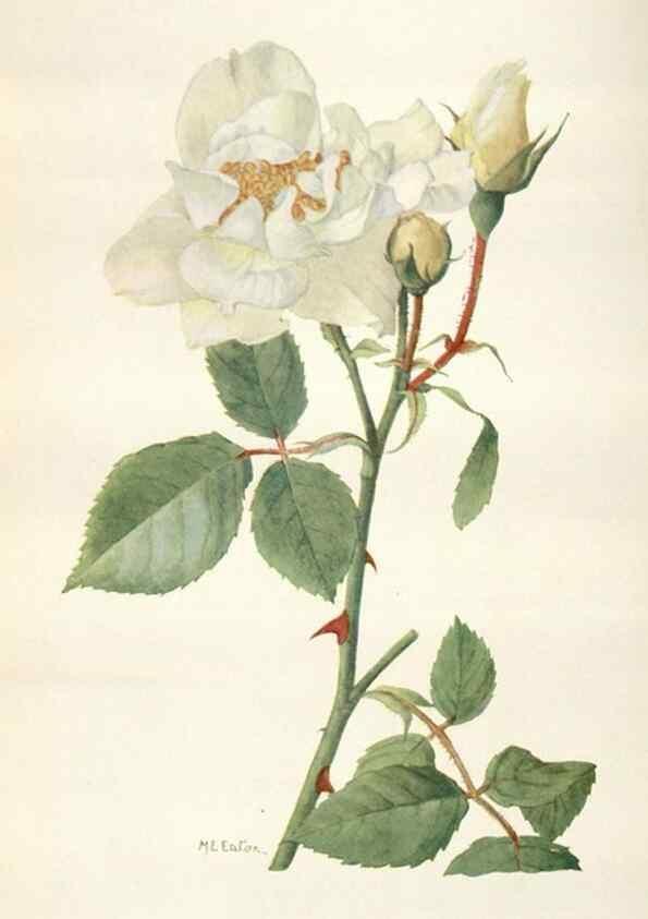 Reproducción/Reproduction 29179824005: Addisonia :. New York :New York Botanical Garden,1916-[1964].