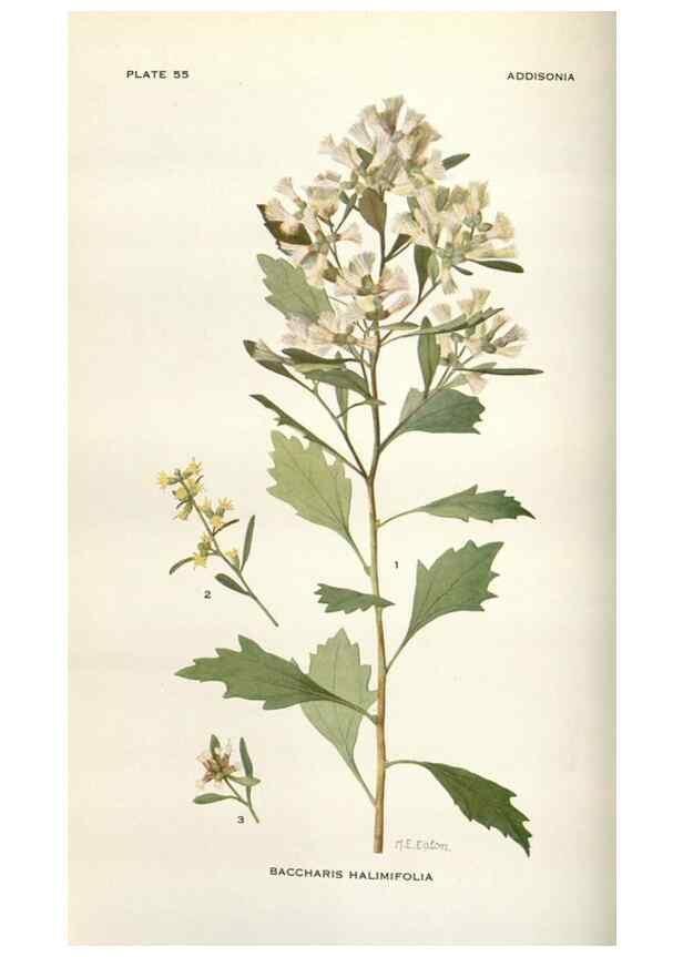 Reproducción/Reproduction 28892101580: Addisonia :. New York :New York Botanical Garden,1916-[1964].