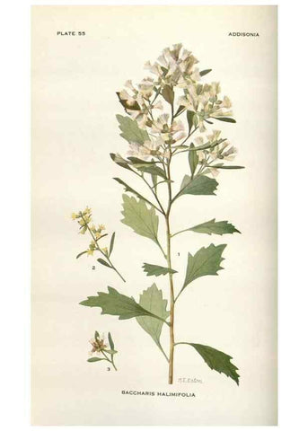 Reproducción/Reproduction 28892101580: Addisonia :. New York :New York Botanical Garden,1916-[1964].