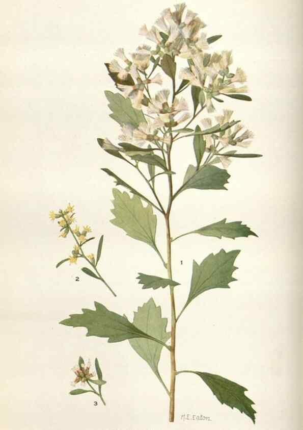 Reproducción/Reproduction 28892101580: Addisonia :. New York :New York Botanical Garden,1916-[1964].