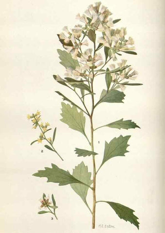 Reproducción/Reproduction 28892101580: Addisonia :. New York :New York Botanical Garden,1916-[1964].