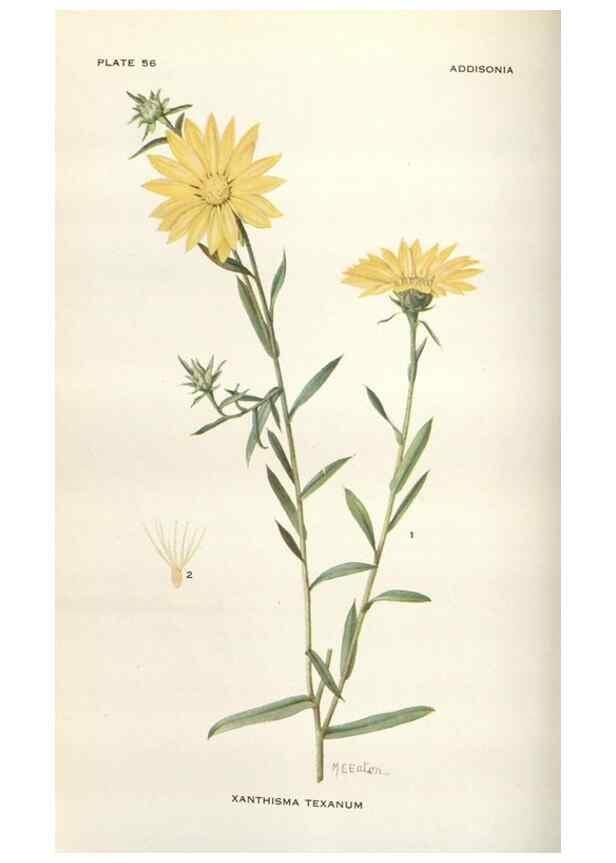 Reproducción/Reproduction 28557703074: Addisonia :. New York :New York Botanical Garden,1916-[1964].