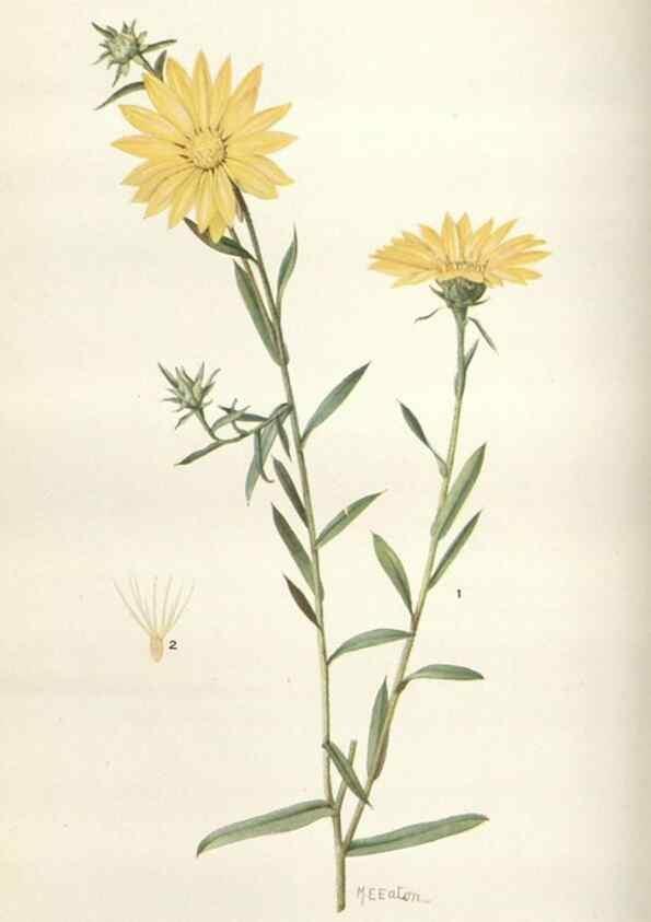 Reproducción/Reproduction 28557703074: Addisonia :. New York :New York Botanical Garden,1916-[1964].