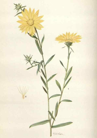 Reproducción/Reproduction 28557703074: Addisonia :. New York :New York Botanical Garden,1916-[1964].